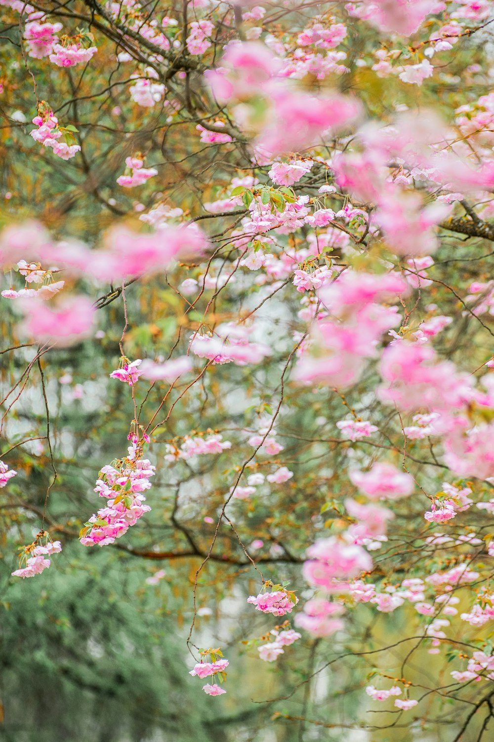 pink flowers are blooming on the branches of a tree