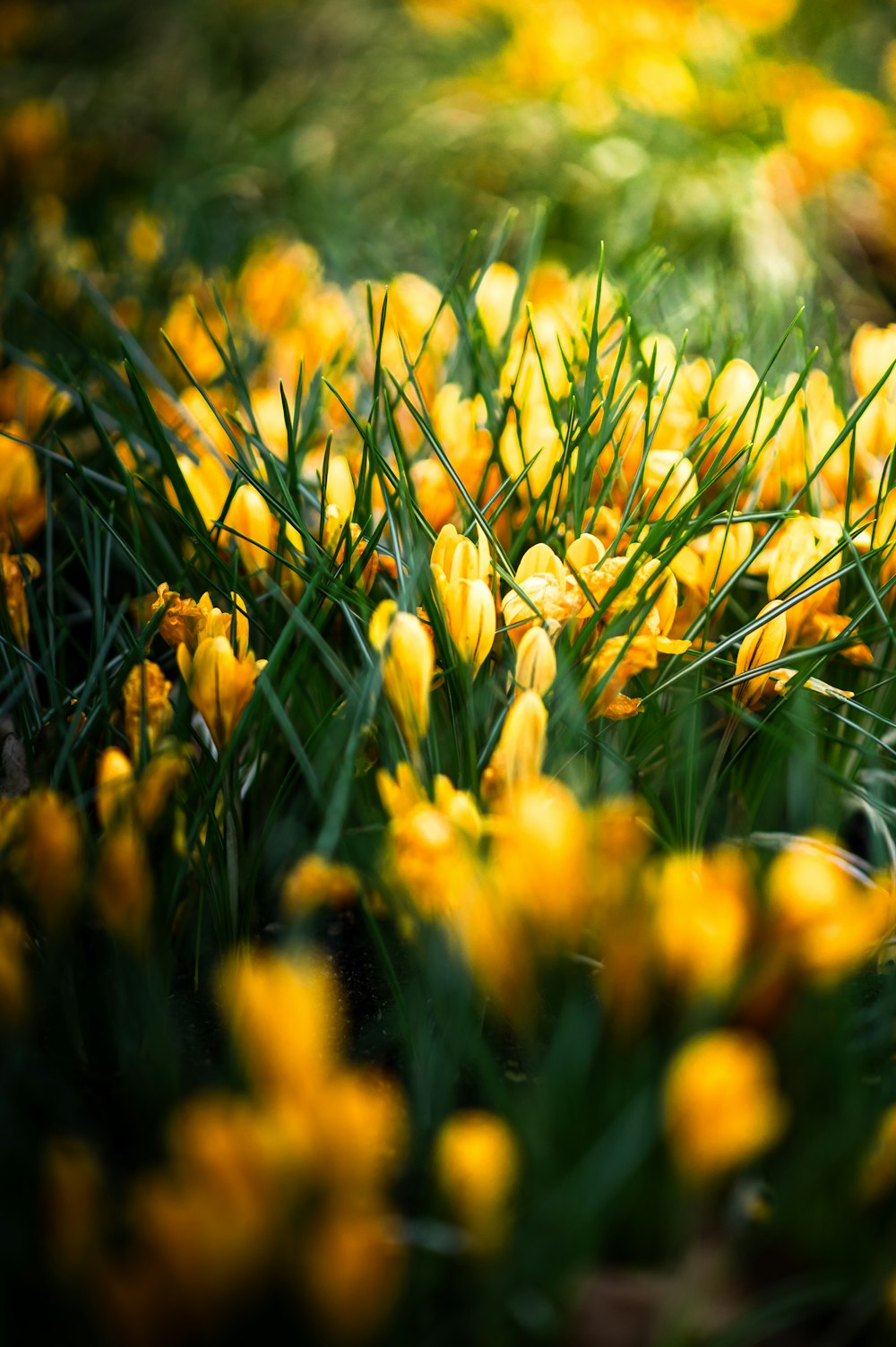 a bunch of yellow flowers that are in the grass