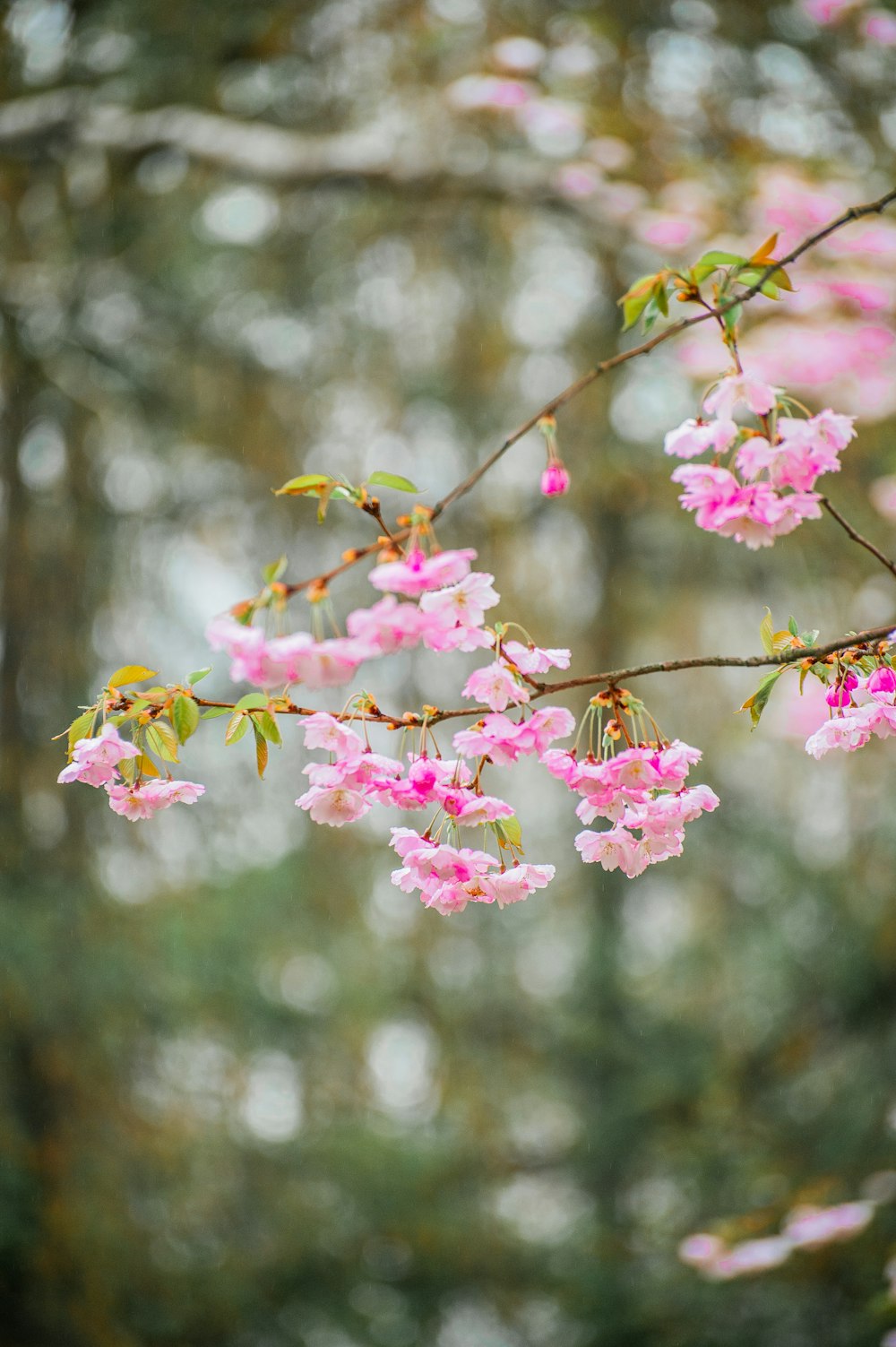 pink flowers are blooming on a tree branch