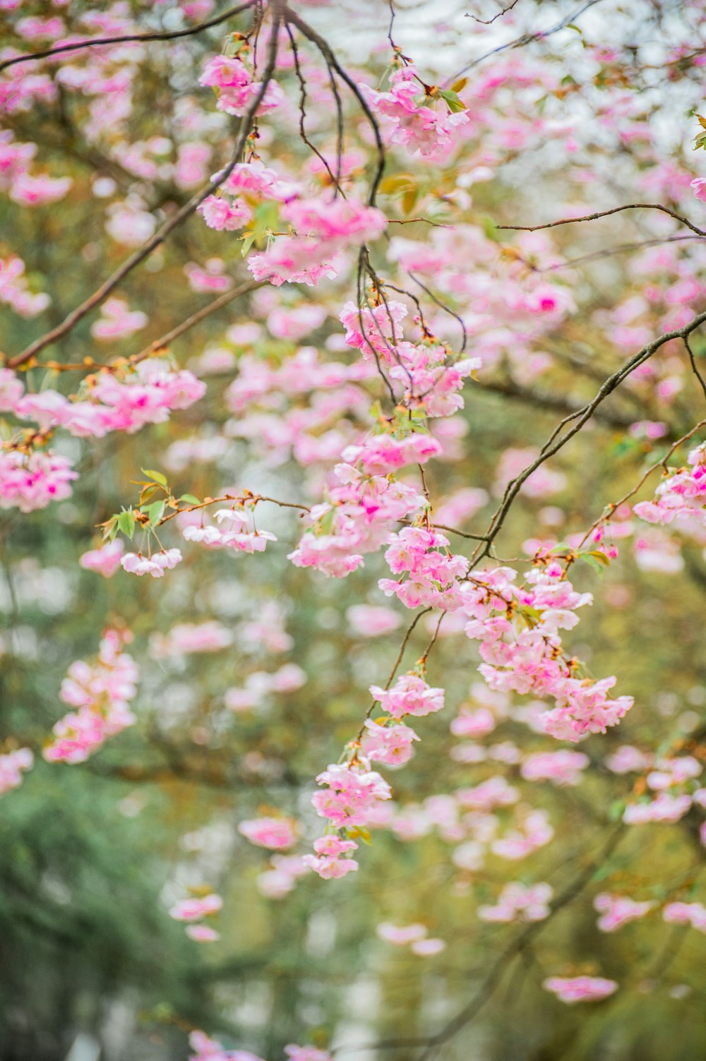 a bunch of pink flowers that are on a tree