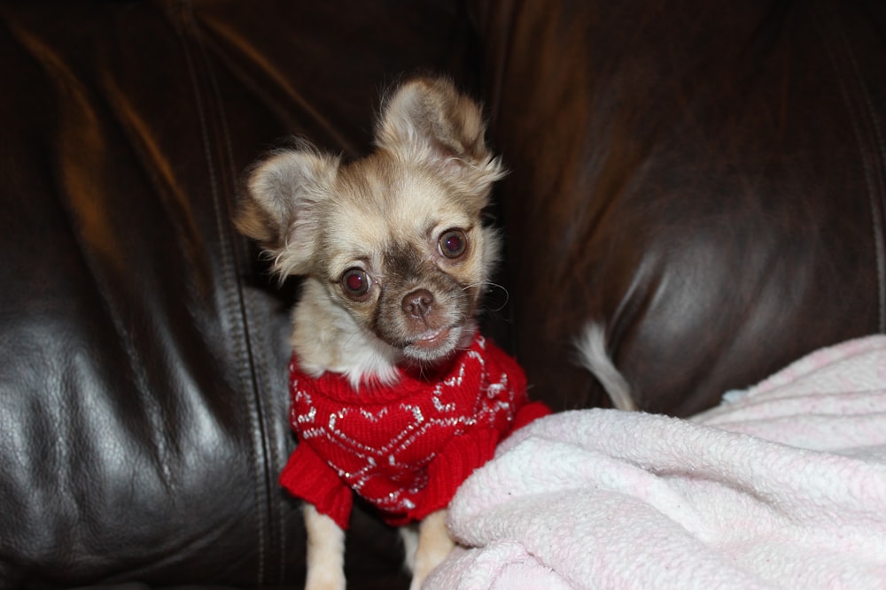 a small dog wearing a sweater sitting on a couch