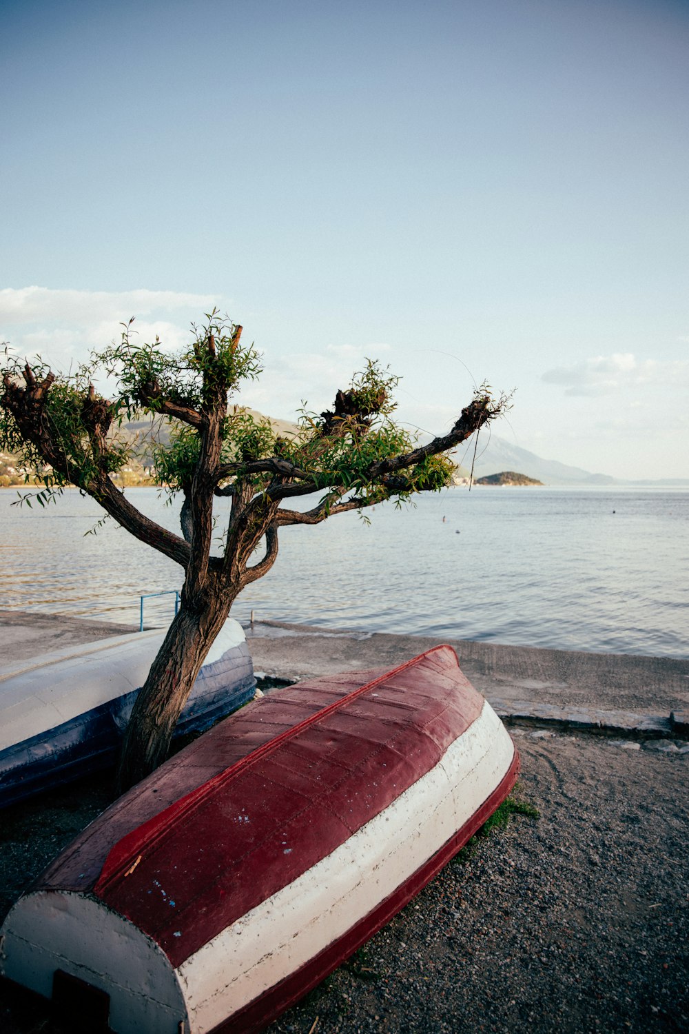a tree growing out of a boat on the beach