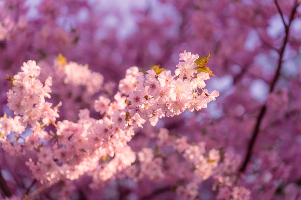 a close up of a tree with pink flowers