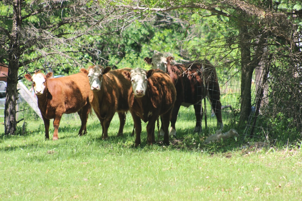 a herd of cattle standing on top of a lush green field