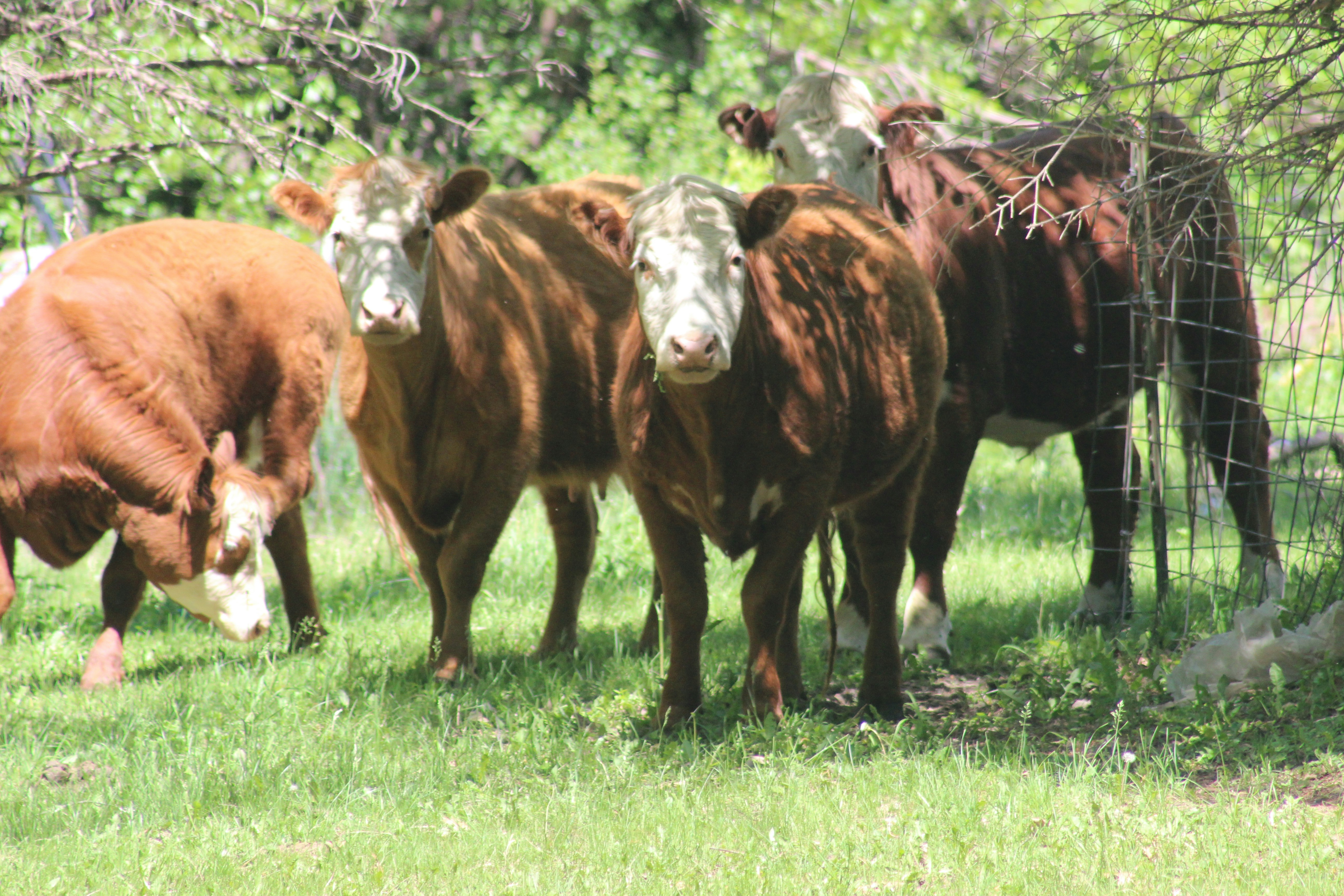 Cows grazing in a green pasture
