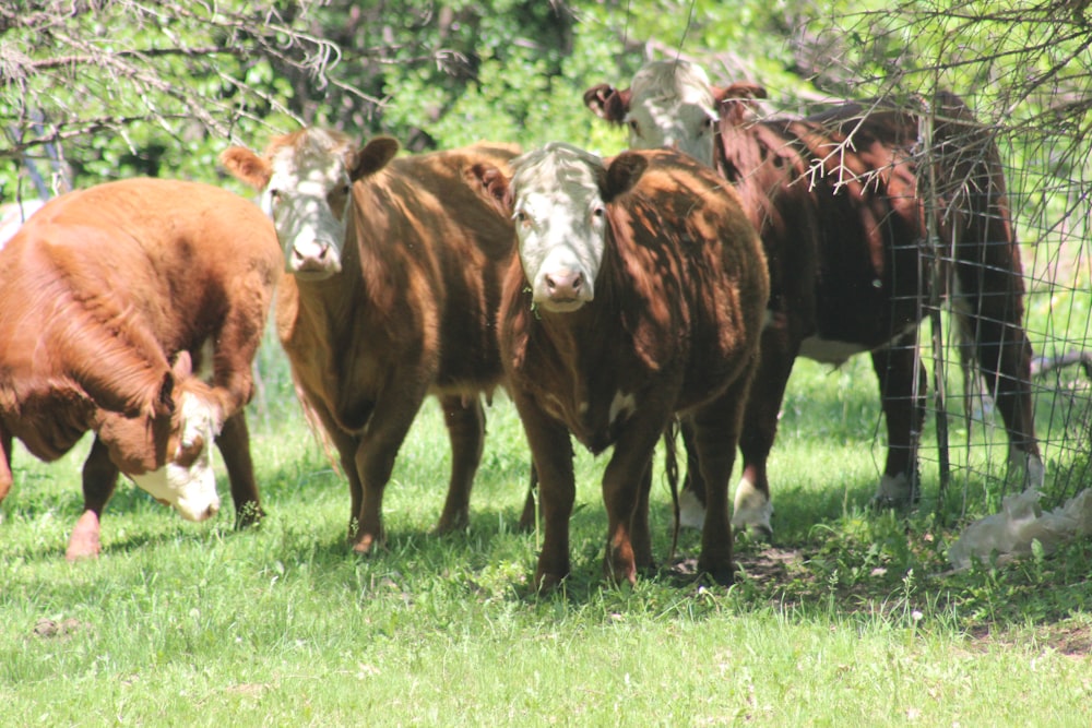 a herd of cattle standing on top of a lush green field