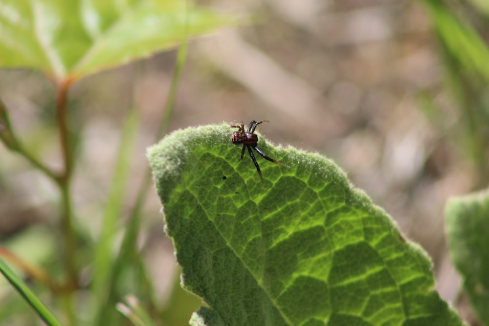 a bug sitting on top of a green leaf