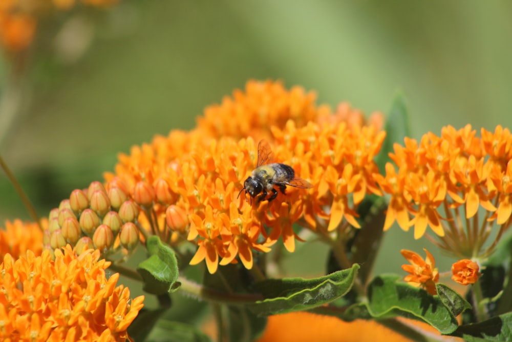 a close up of a bee on a flower