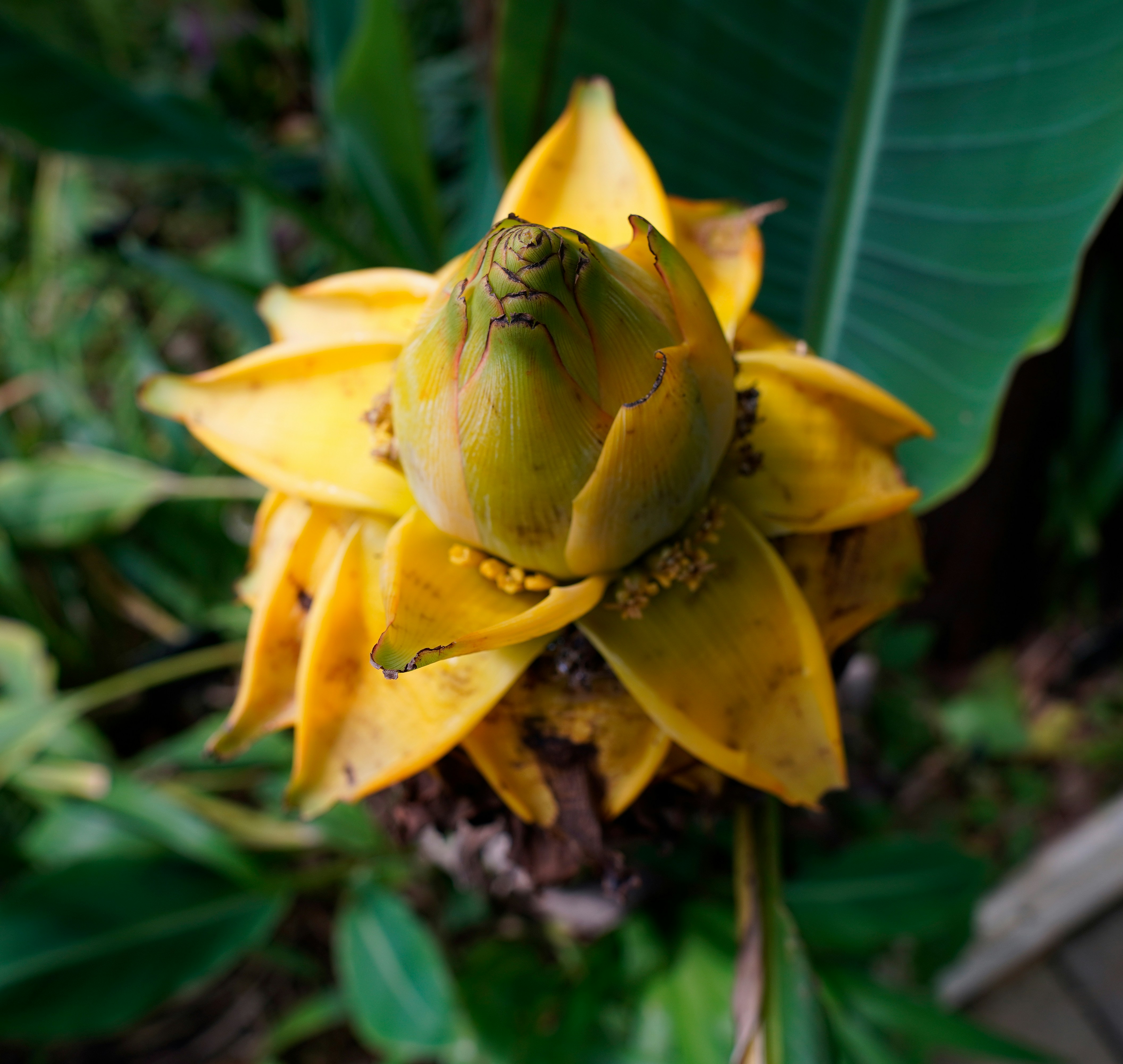 un primo piano di un fiore su una pianta