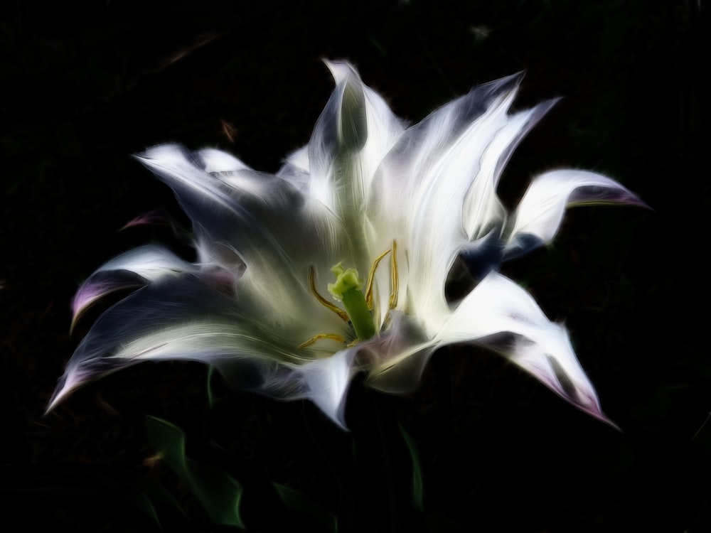 un fiore bianco con un centro verde su uno sfondo nero