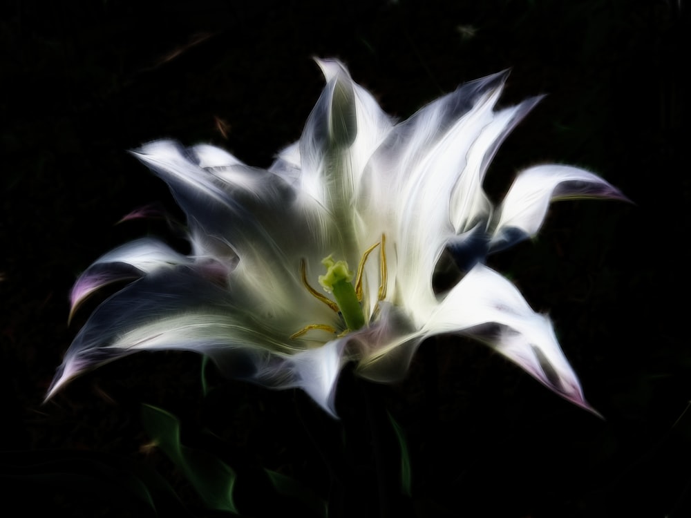 a white flower with a green center on a black background