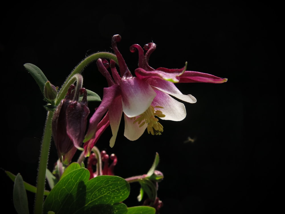 a close up of a flower on a black background