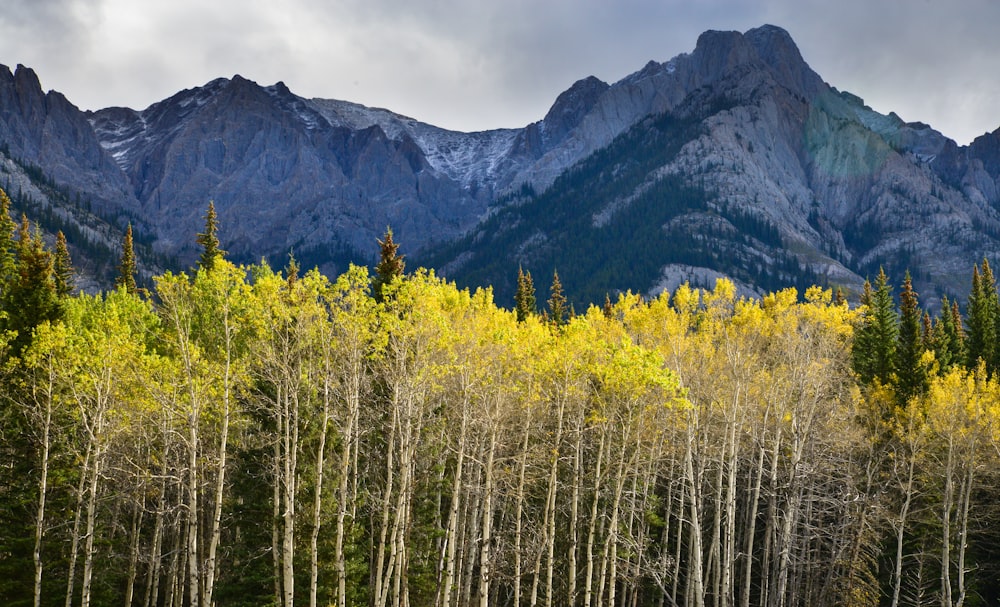a group of trees in the foreground with mountains in the background
