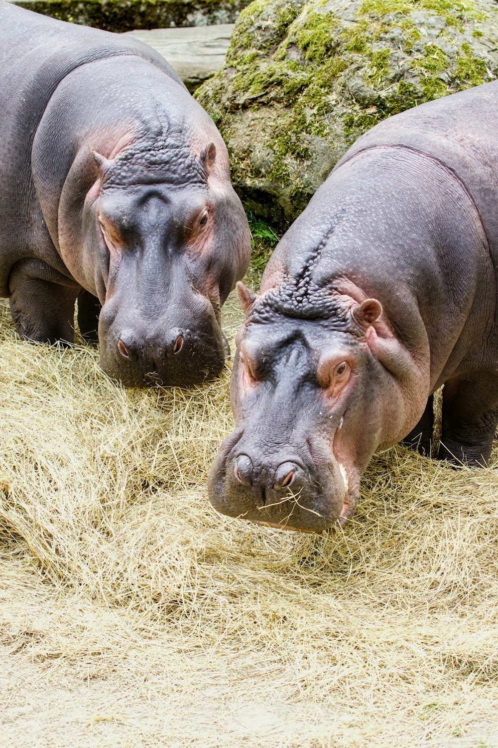 three hippos eating hay in a zoo enclosure