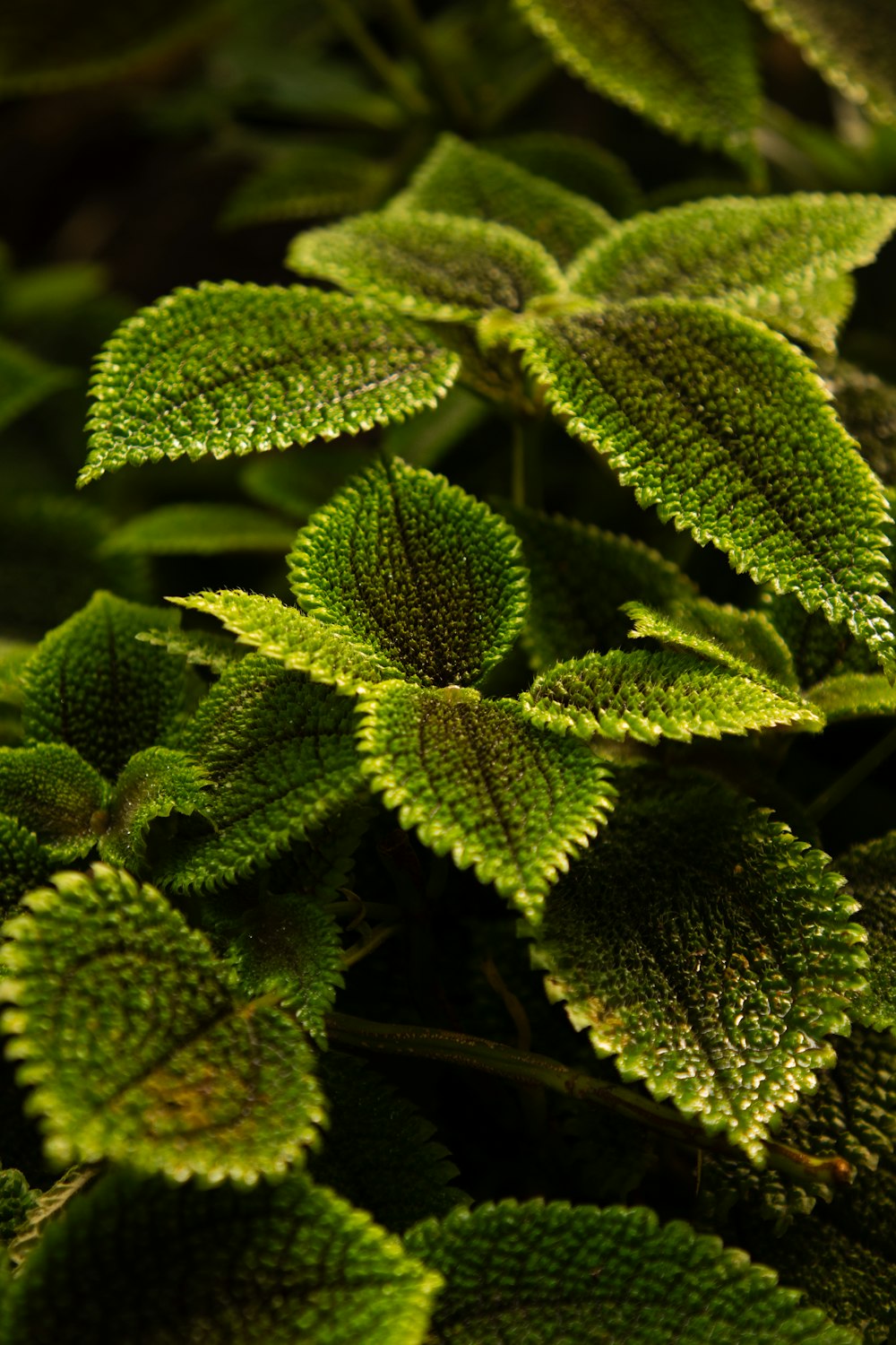 a close up of a plant with green leaves