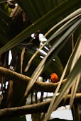 a small orange bird perched on a tree branch