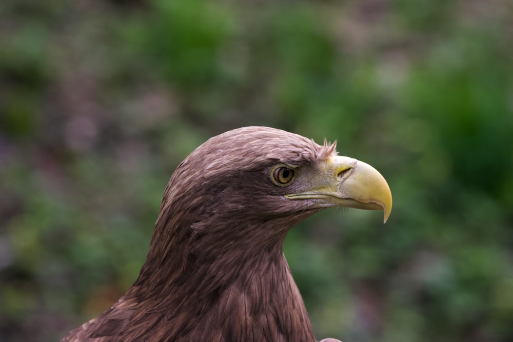 a close up of a bird of prey