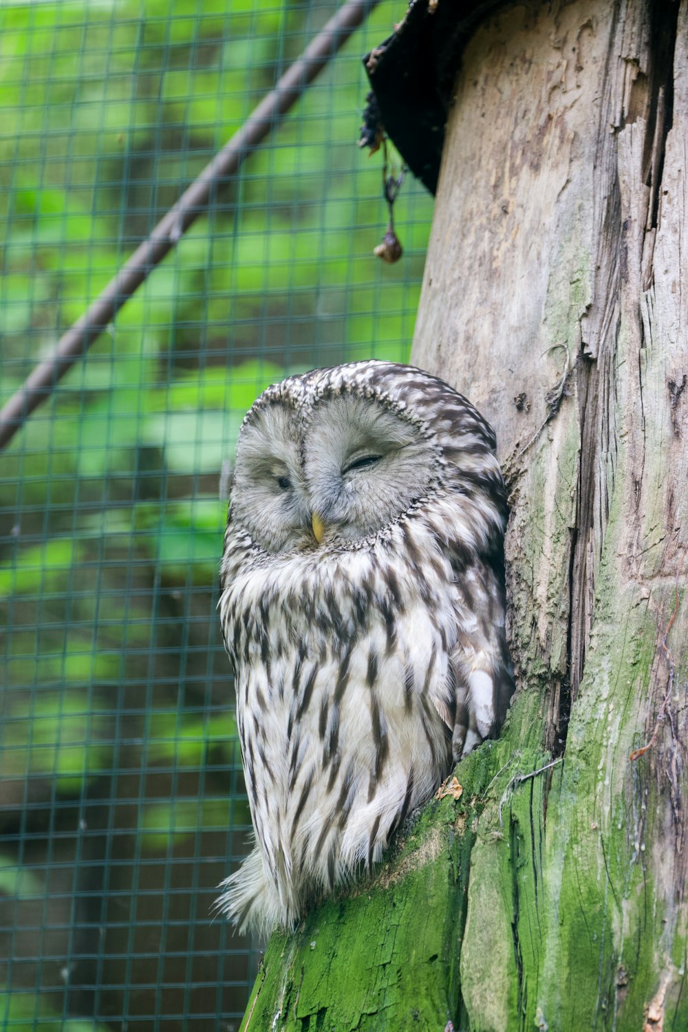 an owl is sitting on a tree stump