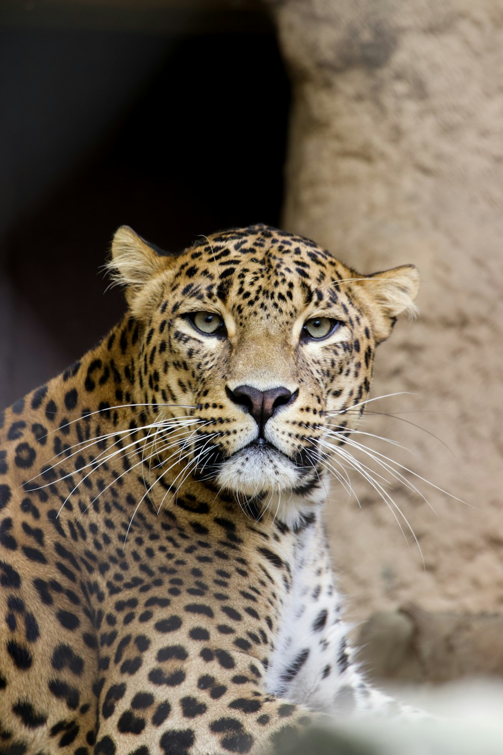 a close up of a leopard near a rock