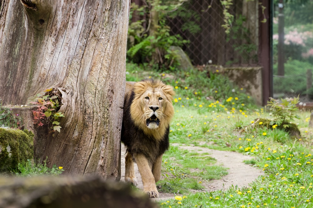 a lion standing next to a tree on a lush green field