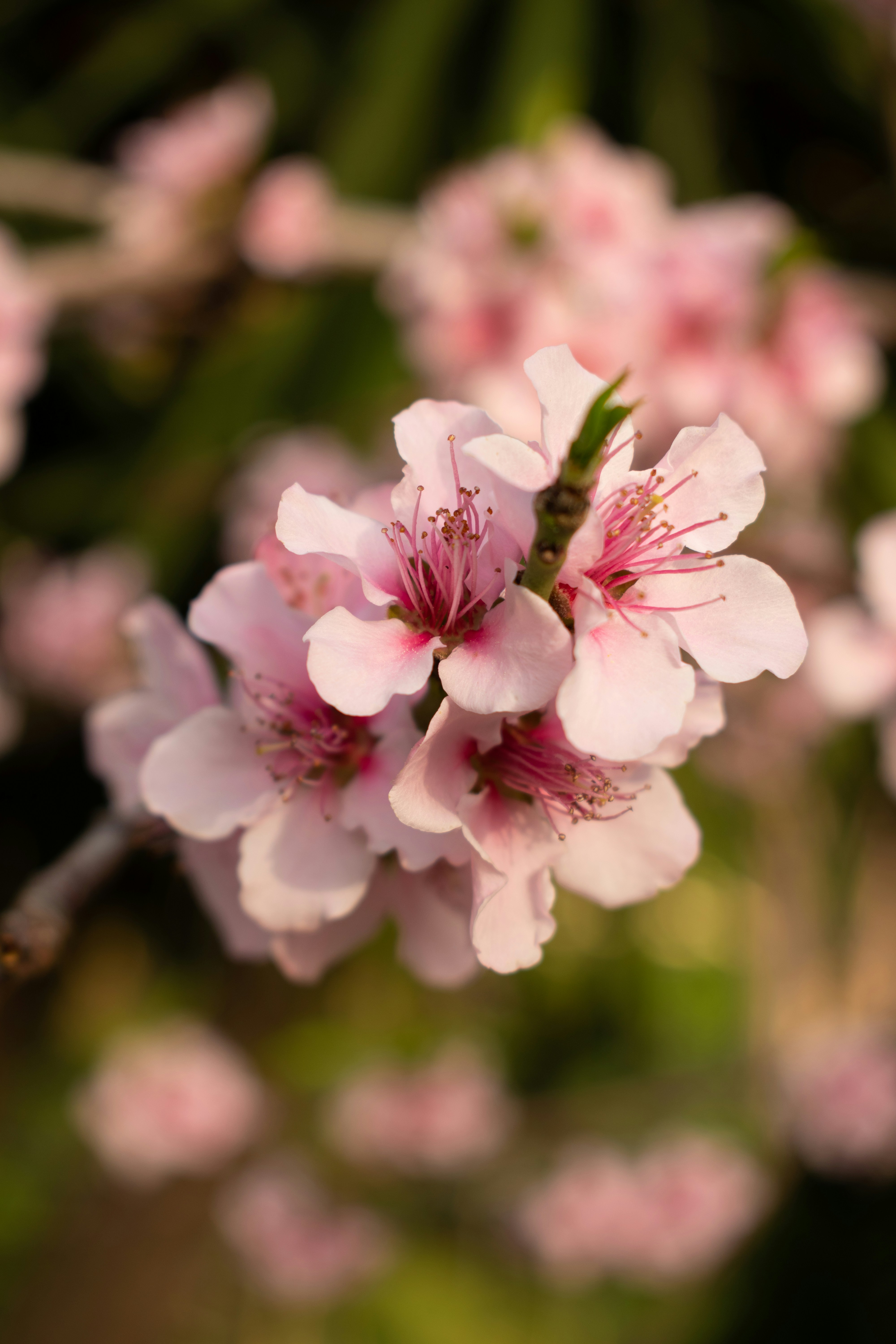 Photo by linasahin23