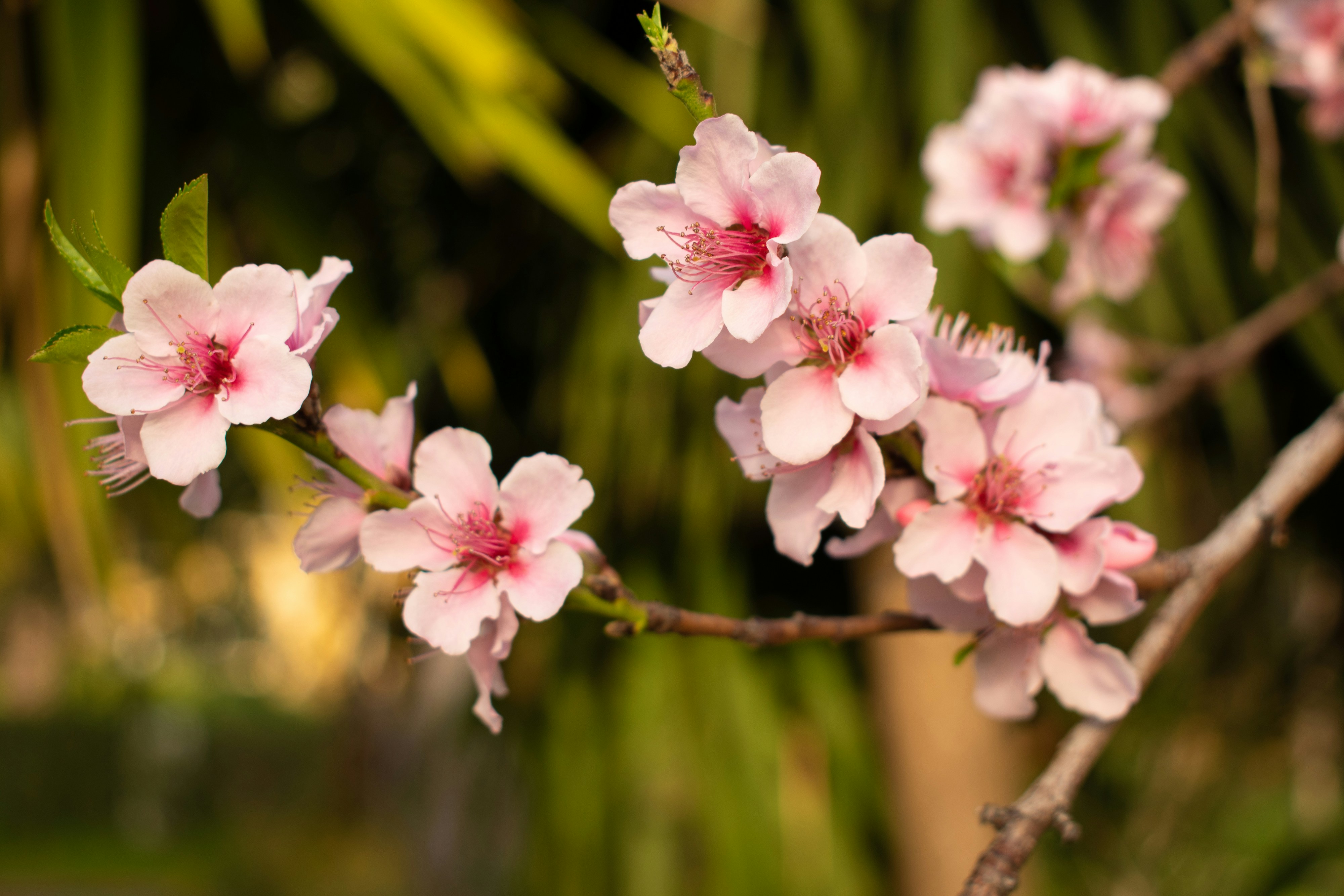 Photo by linasahin23