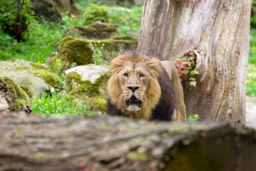 a lion walking through a lush green forest