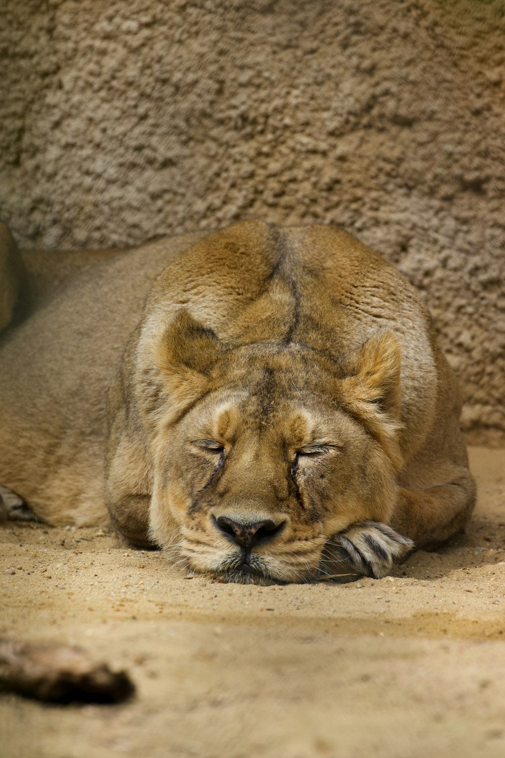 a close up of a lion laying on the ground