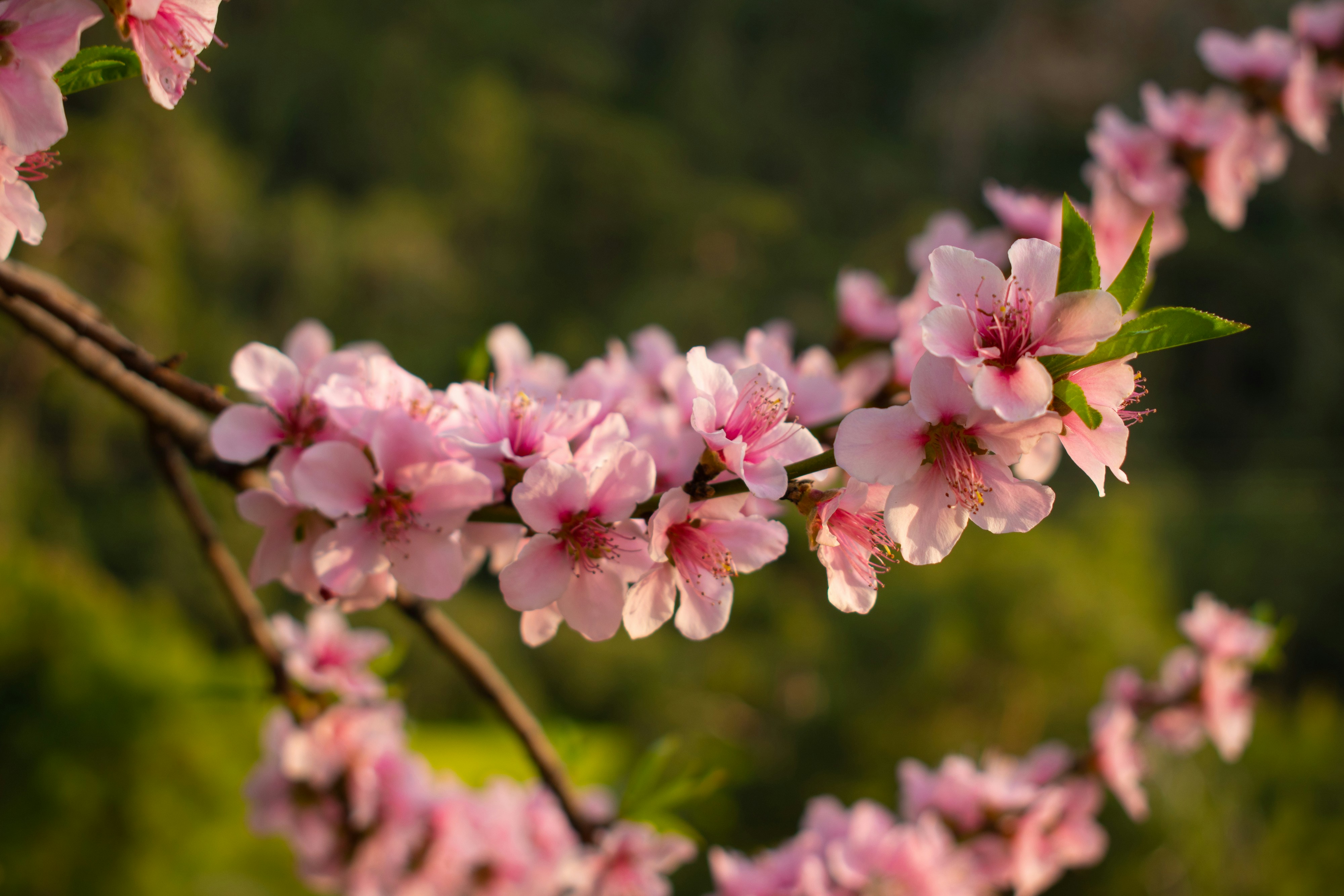 Photo by linasahin23