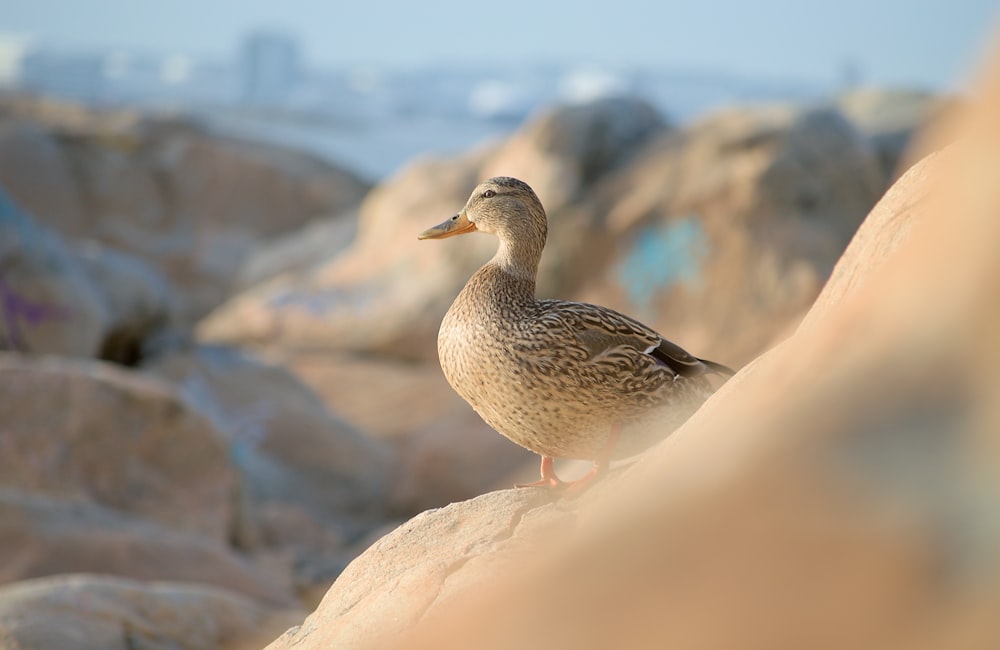 a duck is standing on a rock by the water