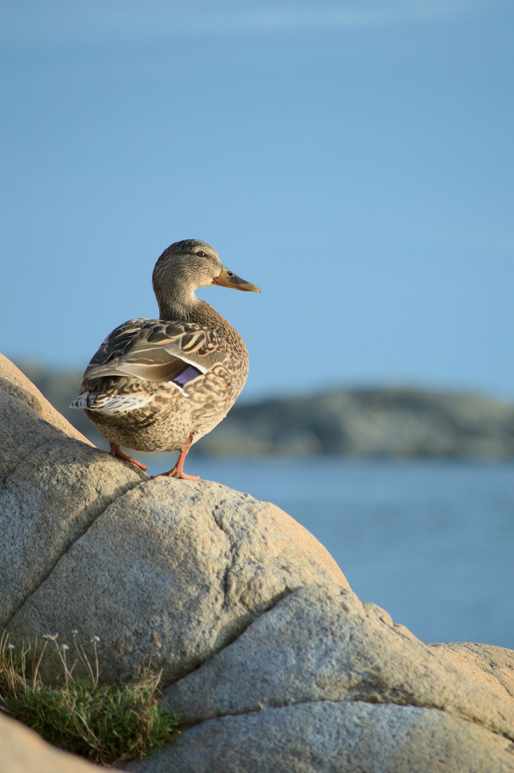 a duck is sitting on a rock by the water