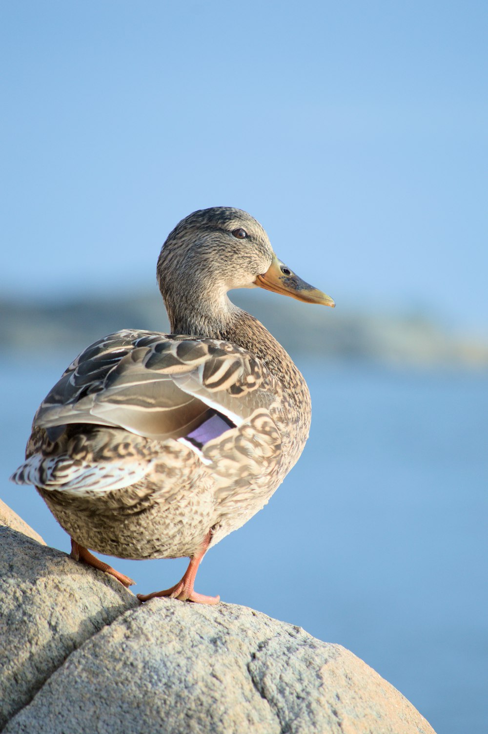 a duck sitting on top of a rock next to a body of water
