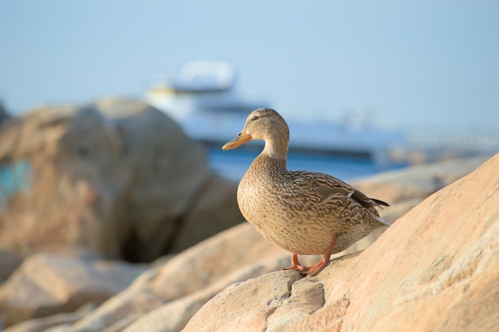 a duck is standing on a rock by the water