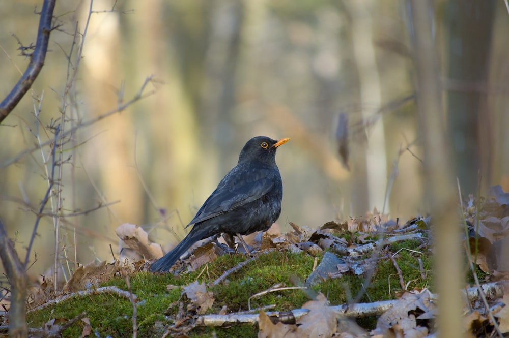 Ein schwarzer Vogel sitzt auf einem moosbedeckten Boden