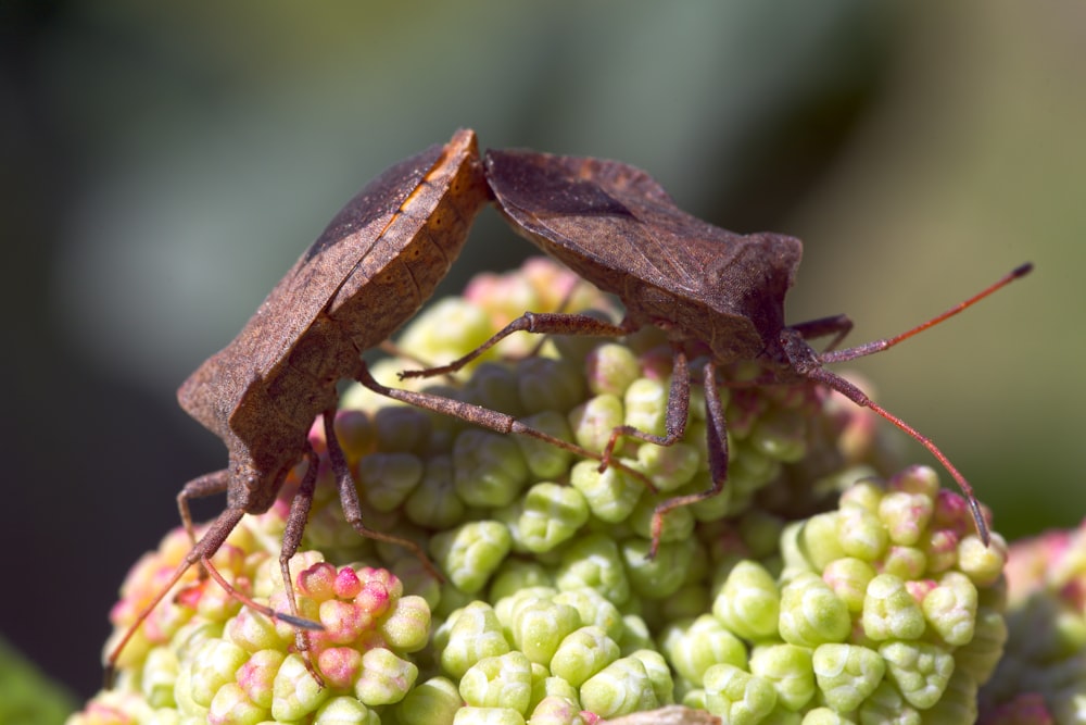 a couple of bugs sitting on top of a green plant