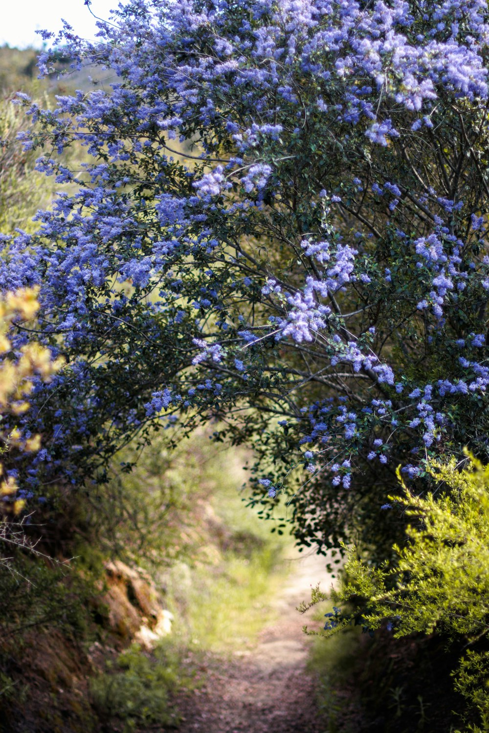 a dirt path with blue flowers on it
