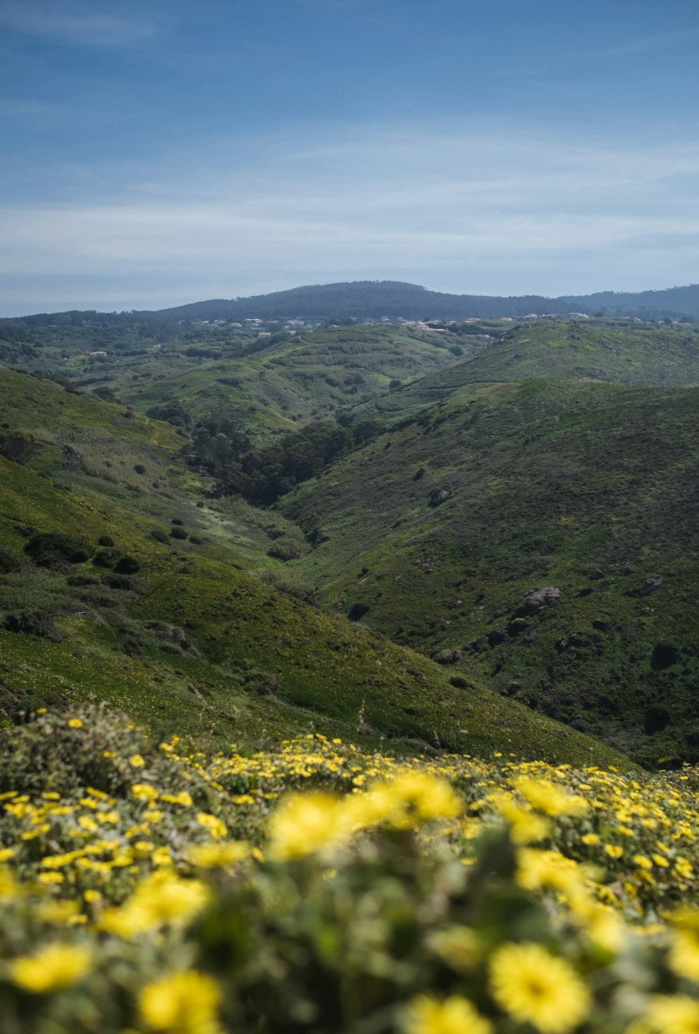 a view of a valley with yellow flowers in the foreground