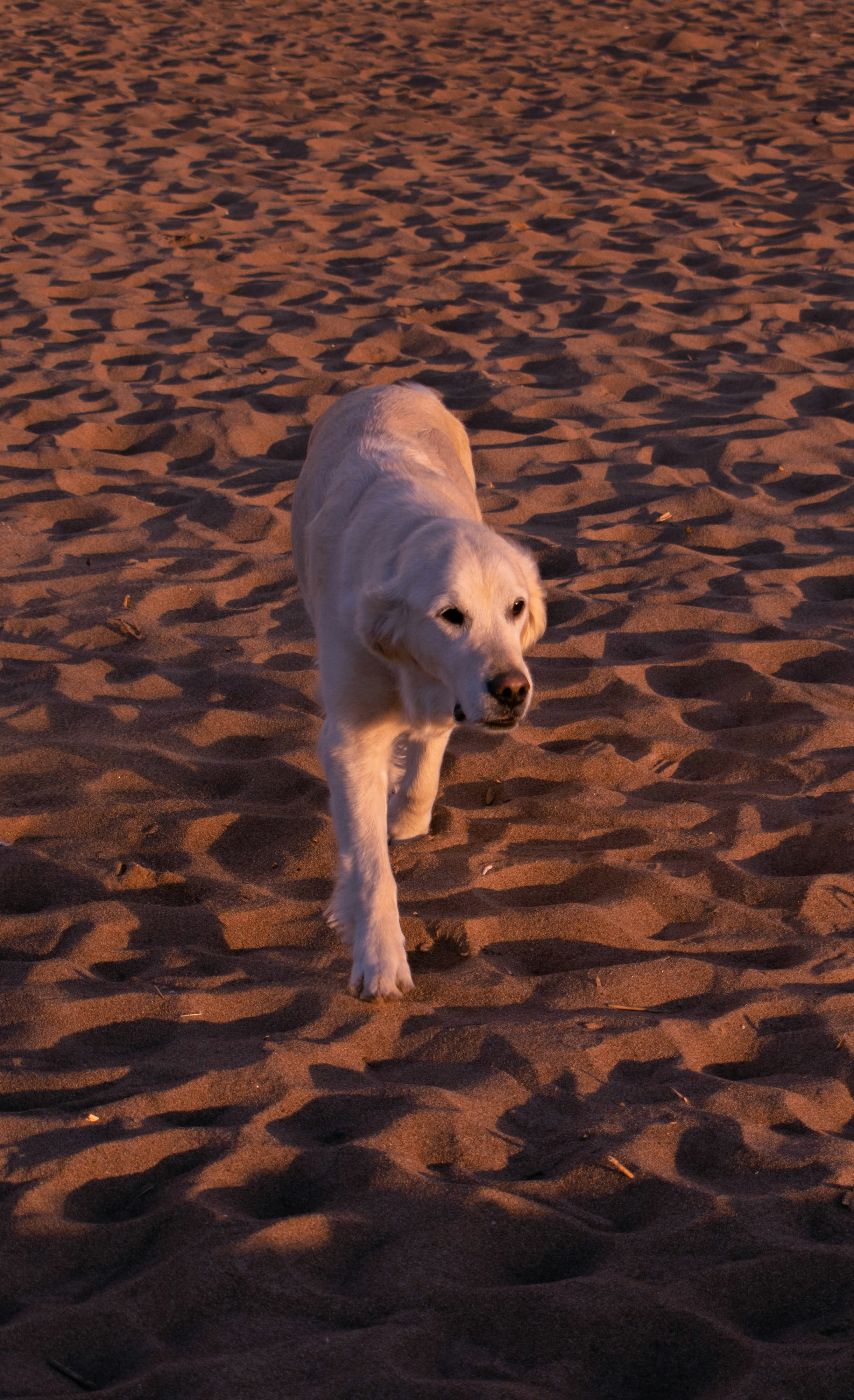 Silhouette of a golden retriever and owner walking on beach at sunset