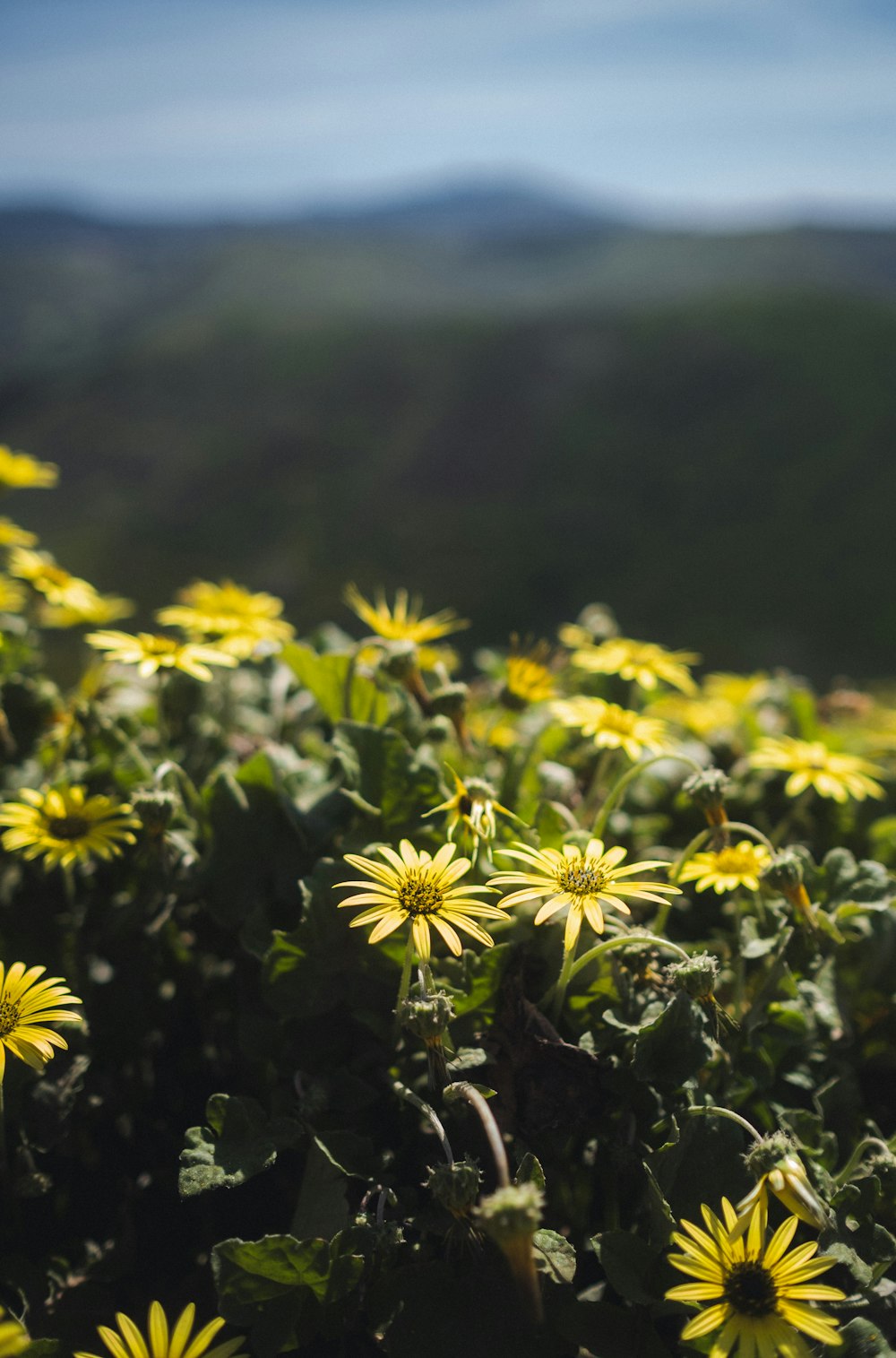 a field of yellow flowers with mountains in the background