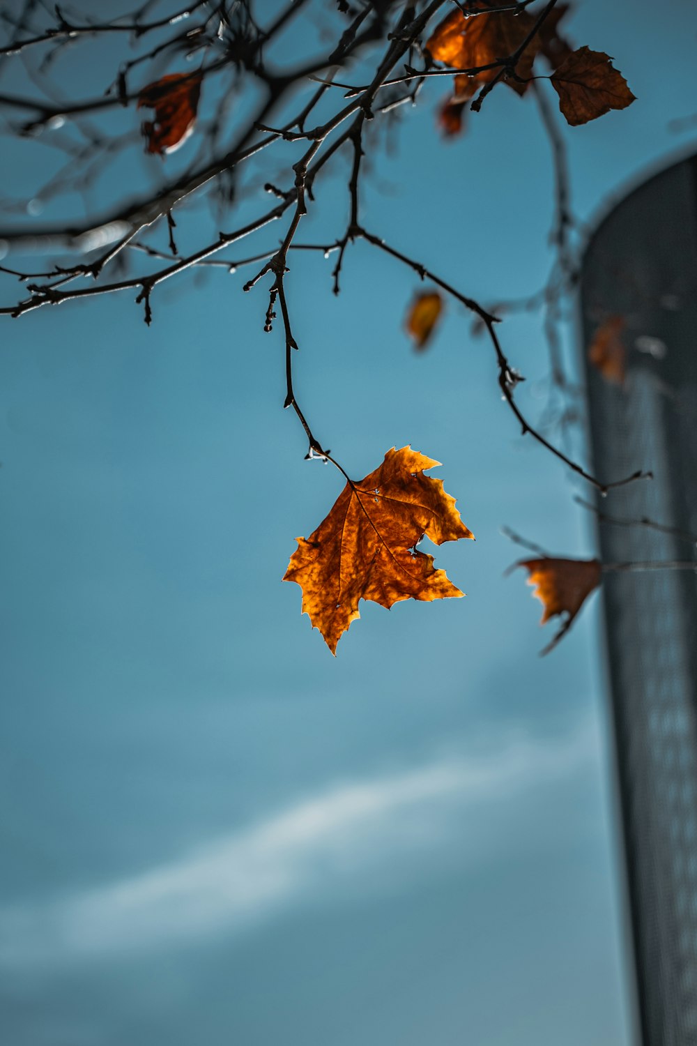 a leaf that is hanging from a tree