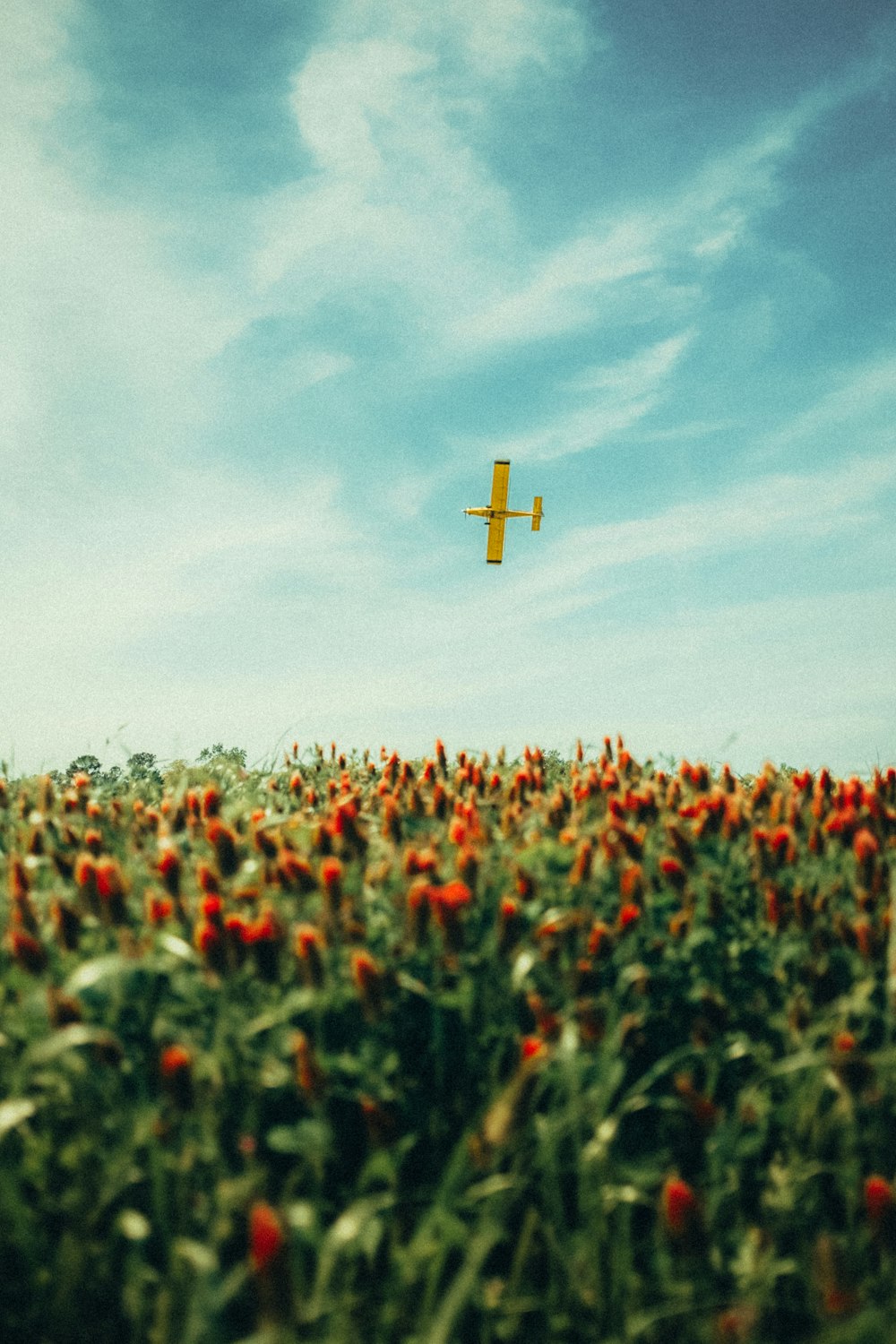 an airplane flying over a field of flowers
