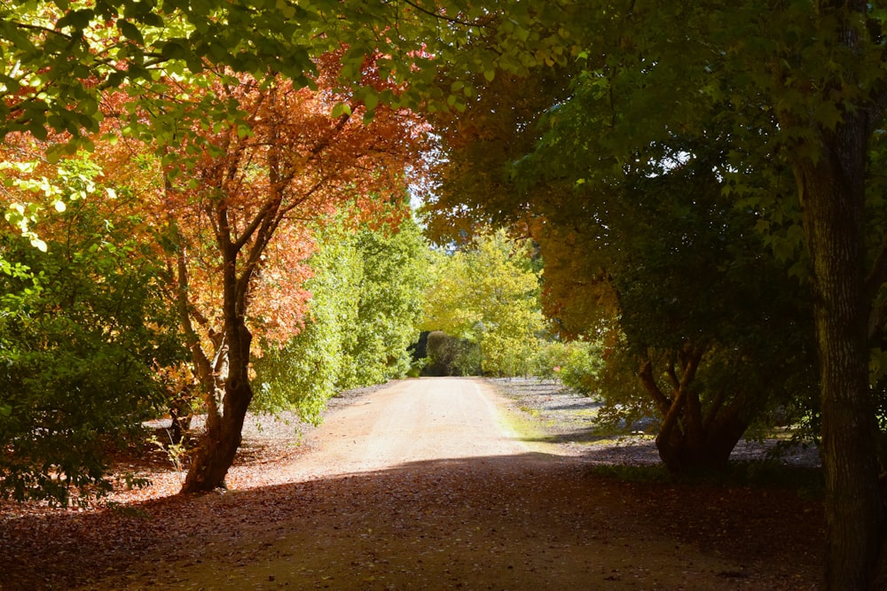 a dirt road surrounded by trees and leaves