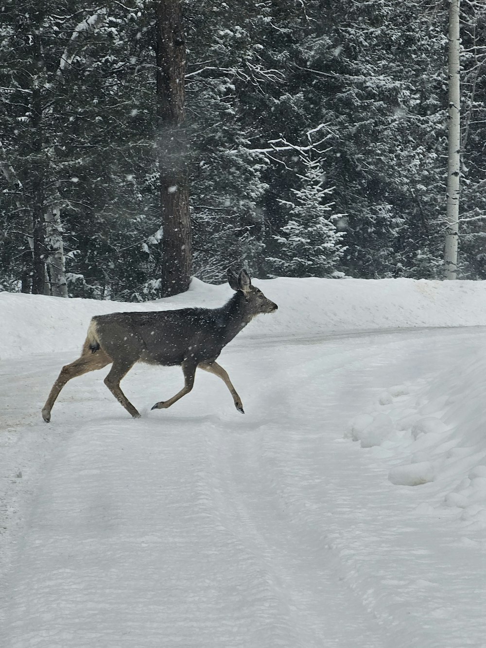 a deer running across a snow covered road