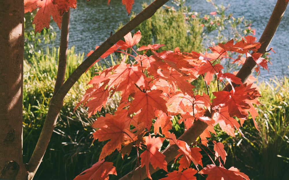 a tree with red leaves near a body of water