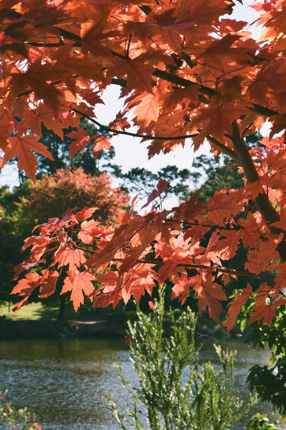 a tree with red leaves near a body of water