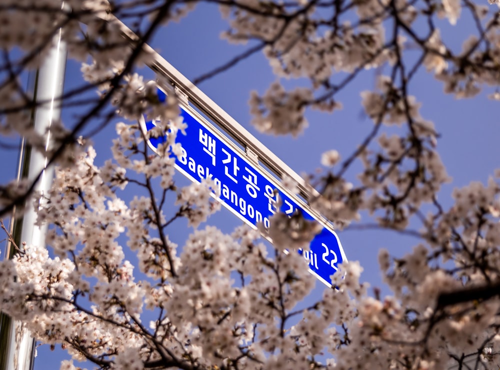 a street sign in front of a bunch of cherry blossoms