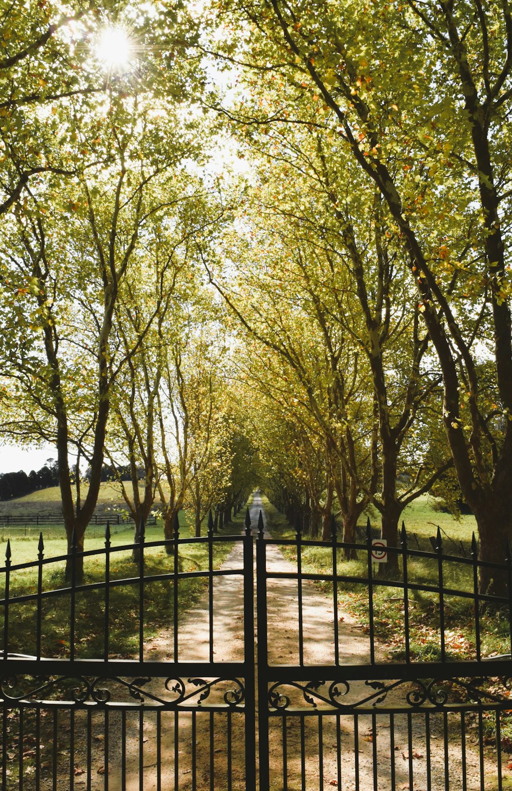 a person standing in front of a gate in a park