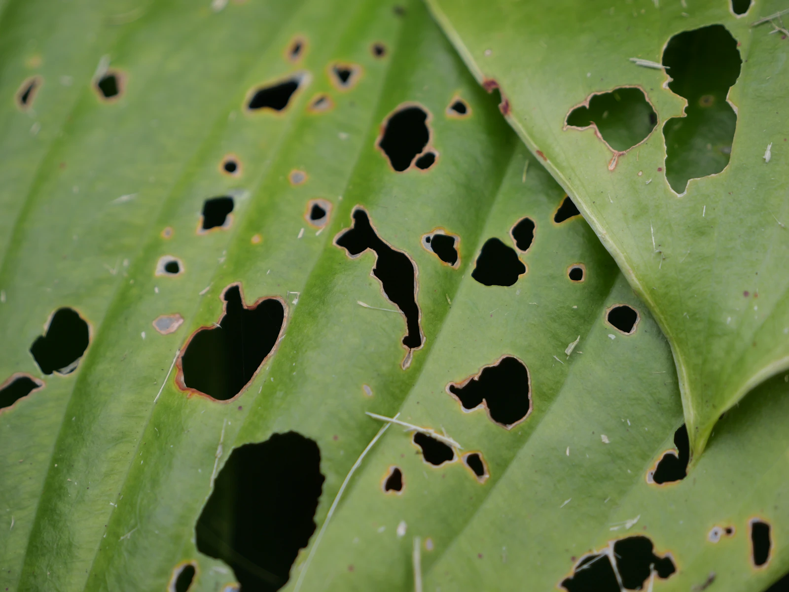 Close-up of a houseplant leaf with multiple irregular holes caused by pest damage
