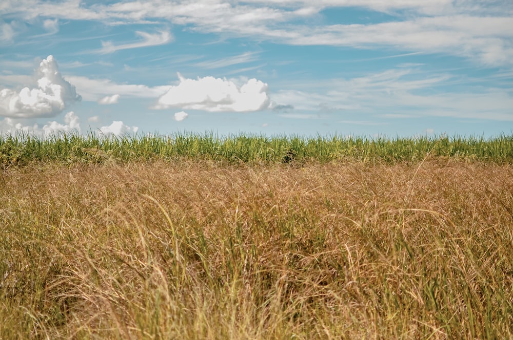 a field of tall grass under a cloudy blue sky