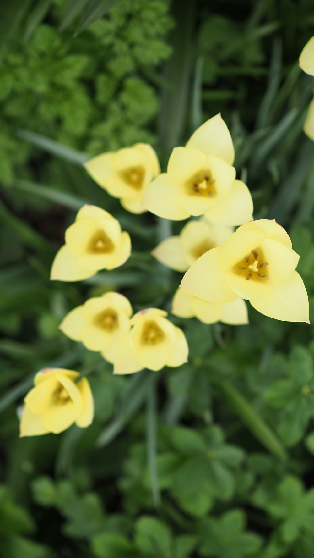 a bunch of yellow flowers that are in the grass